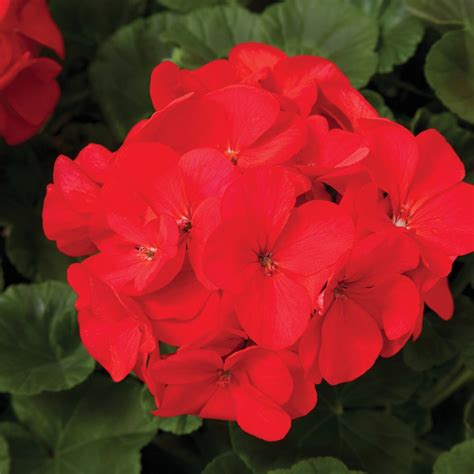 Maverick F1 Series Geranium Flower Garden Seeds Red 100 Seeds Annual Flower Gardening Seed