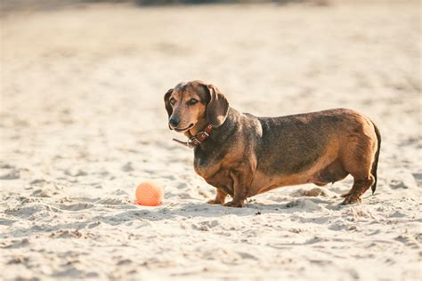 Qu Est Ce Que La Dysplasie Chez Le Chien NOV ACTI Les Bienfaits De