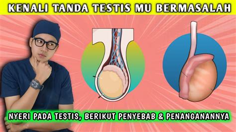 Beberapa Penyebab Nyeri Pada Testis Dan Cara Menanganinya Dr Andi