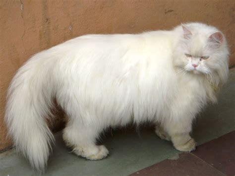 Snapshots (क्षणचित्रें): Snowbell