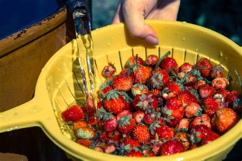 Washing Strawberries in Metal Strainer Stock Photo - Image of dessert ...