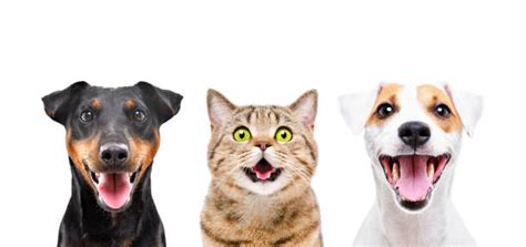 Dog Cat Smile Stock Photos Pictures And Royalty Free Images Istock