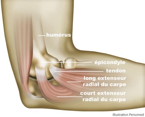 Anatomie du coude - Clinique du sport Bordeaux - Mérignac