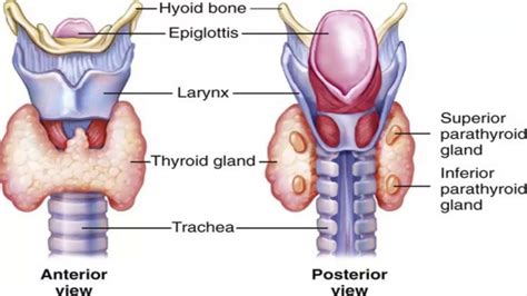 Histological Structure Of Thyroid Gland Functions Of Thyroid Hormones