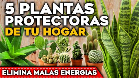 PROTEGE Tu HOGAR Las 5 PLANTAS PROTECTORAS Del HOGAR Y ELIMINAR MALAS