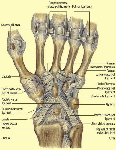 I Anatomy Of The Carpus And Surgical Approaches Orthopaedics And Trauma