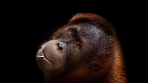Orangutan Wallpapers - Wallpaper Cave