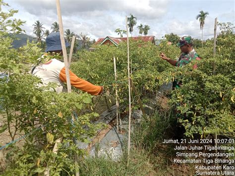 Koramil Tiga Binanga Bantu Petani Pengolahan Lahan Pertanian Panen