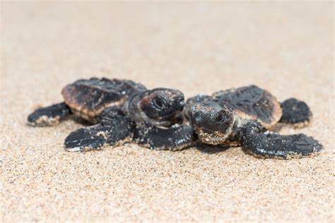 Baby Loggerhead Turtles On The Way To The Sea Travel Photography