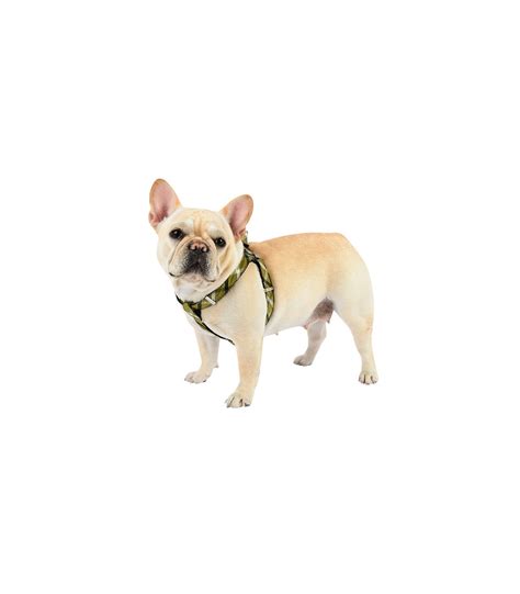 Hx Baxter Harness Puppia Green Un Chien Dans Le Marais