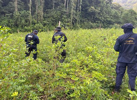 Ubican Plantaci N De Arbustos De Coca En Catacamas Y Aseguran