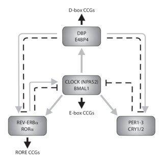 (PDF) Sleep, Immunity, and Circadian Clocks: A Mechanistic Model