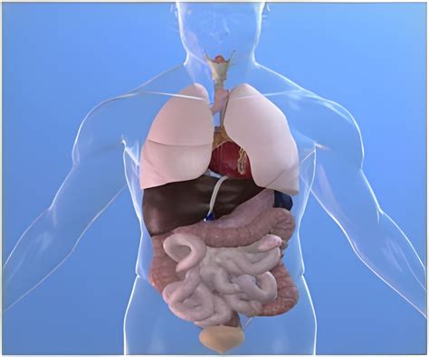 World’s First Organ Donor Passes Away