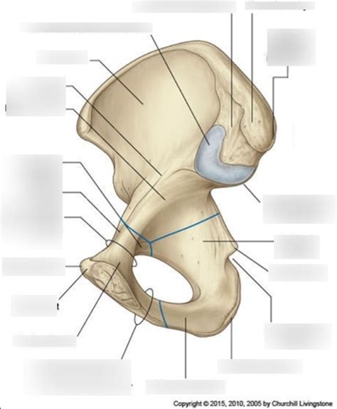 Lab Diagram Medial Surface Of The Os Coxa Diagram Quizlet