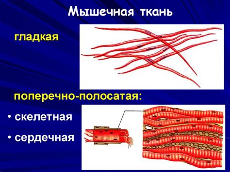 Общая физиология. Основы клеточной физиологии - презентация онлайн