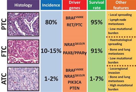 Key Signaling Pathways In Thyroid Cancer In Journal Of Endocrinology