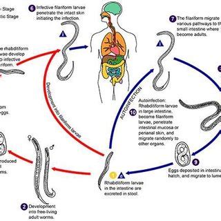 Trichuris Trichiura Life Cycle CDC