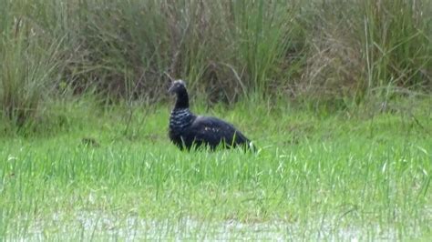 eBird Checklist 11 May 2024 Vía sin nombre Casanare CO 4 844