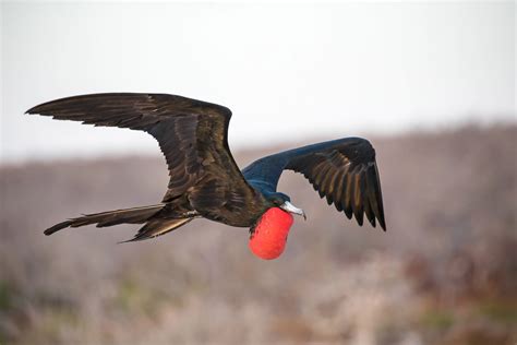 Frigate Bird Drawing