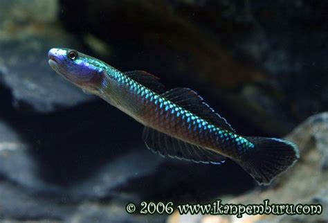 Stiphodon Semoni Cobalt Blue Goby Freshwater Goby Dominant Males