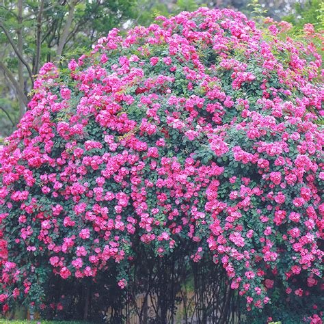 【藤本月季】天狼龙沙宝石等爬藤月季盆栽苗玫瑰花卉蔷薇花苗虎窝淘