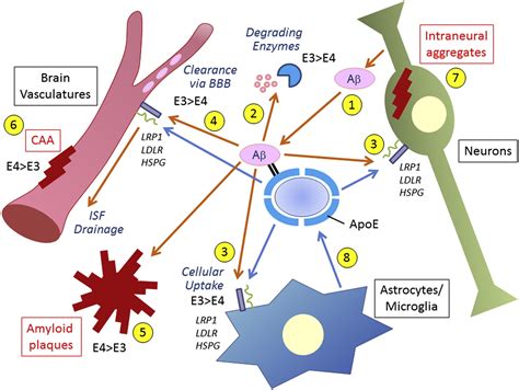 ApoE and Aβ in Alzheimers Disease Accidental Encounters or Partners