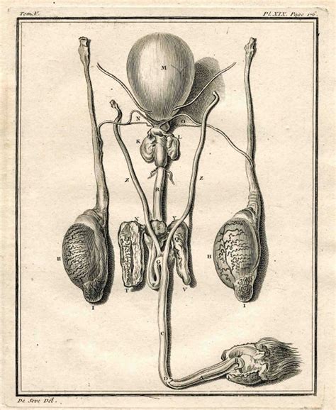 1777 Animal Innards Organs Original Antique By Antiqueprintstore
