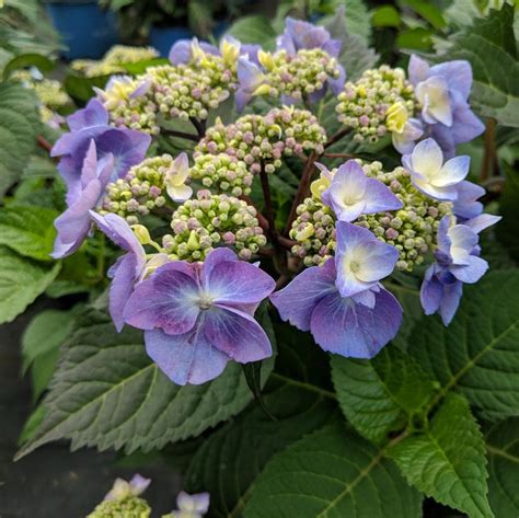 Endless Summer Twist N Shout Hydrangea Van Wilgen S Garden Center