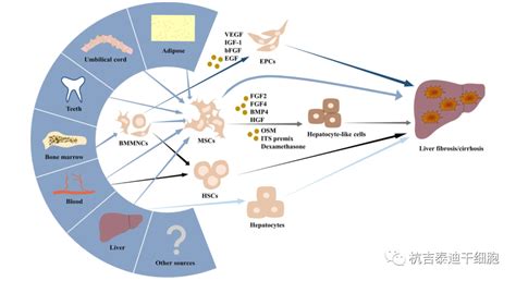 干细胞治疗肝纤维化肝硬化：临床进展和治疗潜力 杭吉干细胞科技