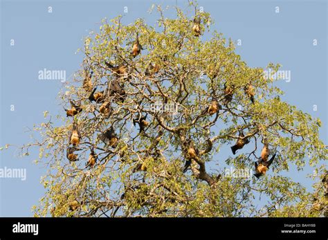 Flying Bats Hi Res Stock Photography And Images Alamy