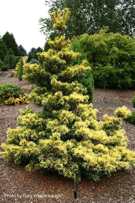 Pinus Parviflora Goldilocks Tenysu Kazu Japanese White Pine Japanese Maple Tree Coral Bark