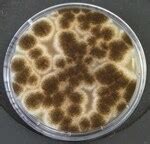 Malt Extract Agar Contact Plate