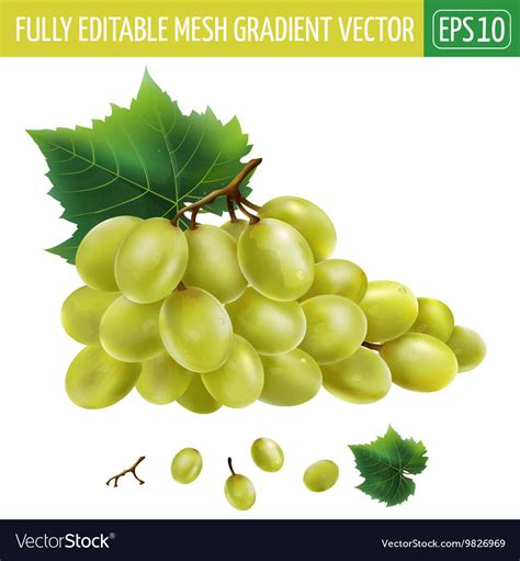 White grapes Royalty Free Vector Image - VectorStock