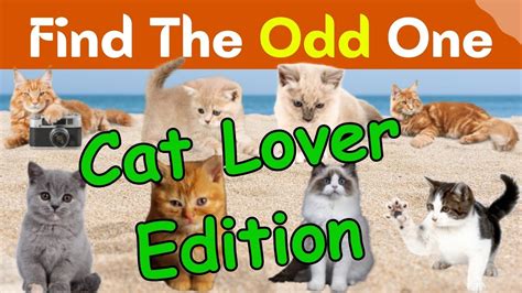 Find The Odd One Out Cat Lover Edition Youtube