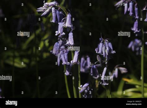 Hanging Bluebells Hi Res Stock Photography And Images Alamy