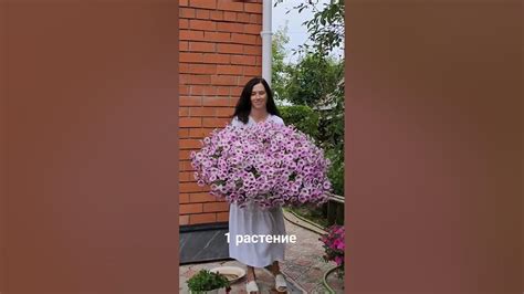Петуния ШОК ВЕЙВ ПИНК ВАЙН 1 РАСТЕНИЕ НА ГОРШОК 40 литров. #петуния # ...