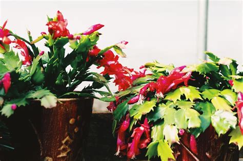 Christmas Cactus Meadow View Greenhouse Garden Center