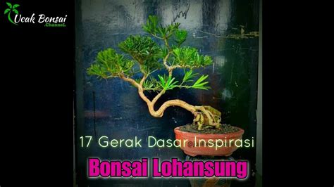 Bonsai Lohansung 17 Inspirasi Gerak Dasar Bonsai Lohansung Unik