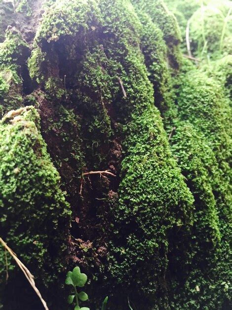 Premium Photo Moss Covered Trees In Forest