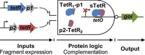 A Split Transcriptional Repressor That Links Protein Solubility To An