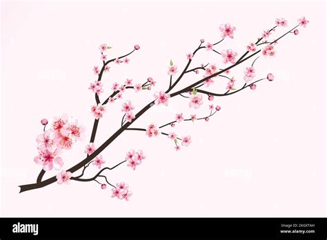 Cherry Blossom With Watercolor Blooming Sakura Flower Japanese Cherry