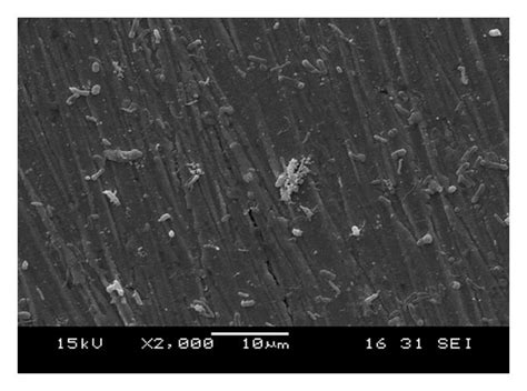 Sem And Afm Micrographs Of The Copper Surface Coupon After Immersion In