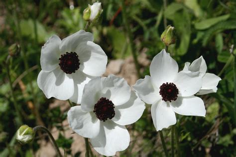 Ranunculus asiaticus - a photo on Flickriver