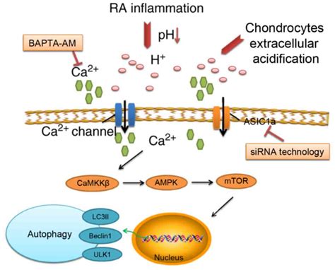 Inhibition Of Acidsensing Ion Channel 1a Attenuates Acidinduced