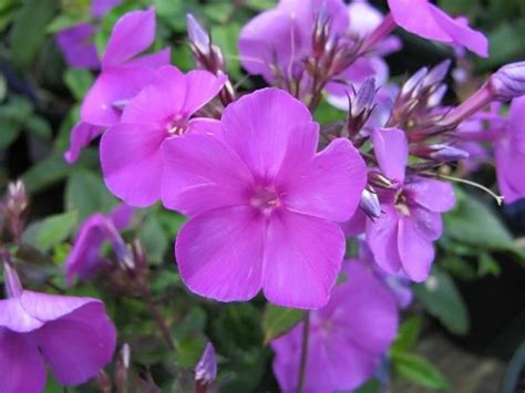 Perennial Phlox Eva Cullum Phlox Paniculata Eva Cullum Growing