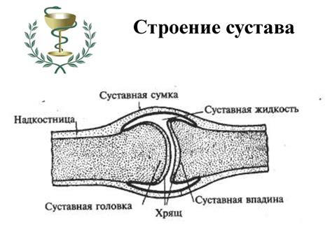 Анатомия, физиология как наука. Методы изучения. Анатомическая ...