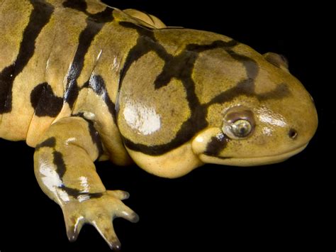 Eastern Tiger Salamander