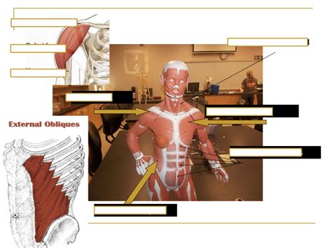 Muscles Of The Axial Skeleton 6 Diagram Quizlet