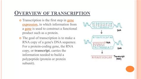 Transcription Eukaryotic And Prokaryotic Ppt