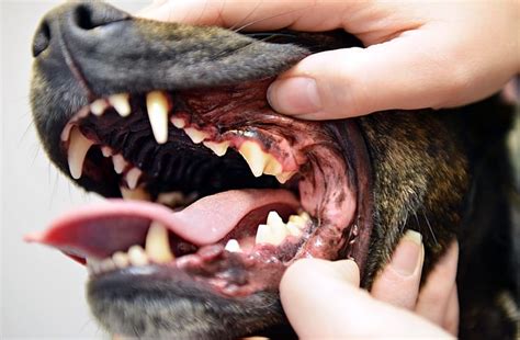 Puppy Broken Tooth Uk Almeda Montez